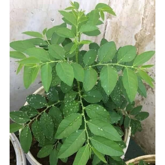 Hạt giống rau ngót ta thơm,hạt rau ngót siêu lá nảy mầm 90%