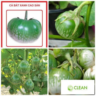 HẠT GIỐNG CÀ BÁT XANH - gói 1 gam