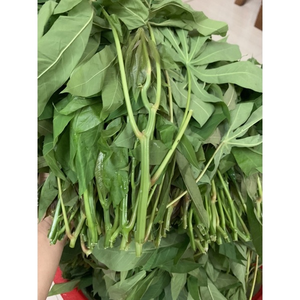 Rau sắn muối chua Phú thọ : 1 kg . đóng túi hút chân không