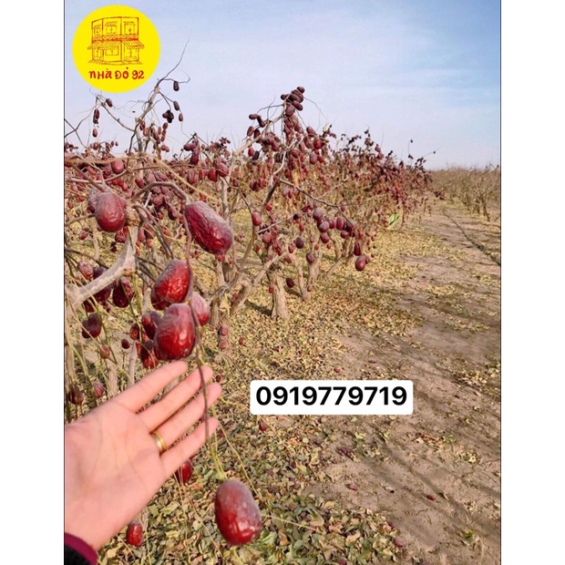 Táo đỏ khô Tân Cương - Bụi Nhược Khương & Ngọc Hoà Điền