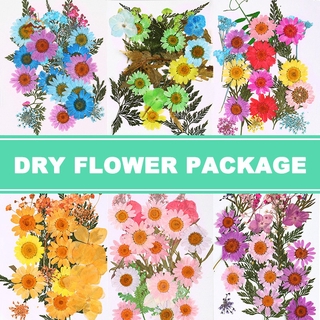 VN Hoa Ép Khô Dùng Trang Trí Diy