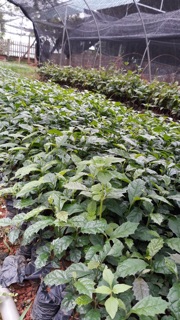 COMBO 20 cây tặng 2 cây xạ đen
