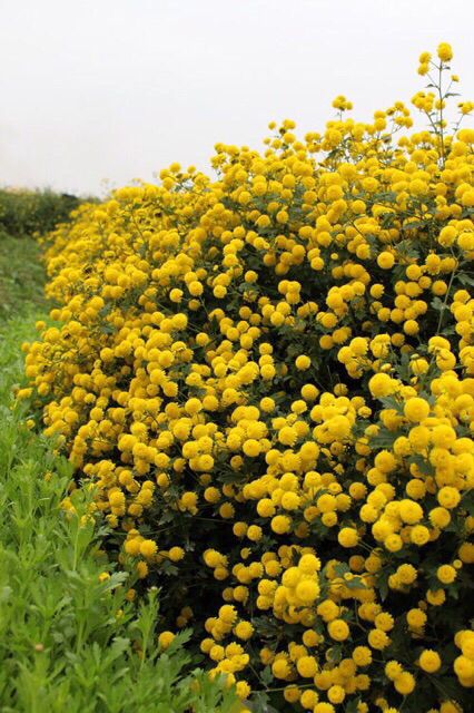 100gr hoa cúc vàng sấy khô nguyên chất | BigBuy360 - bigbuy360.vn