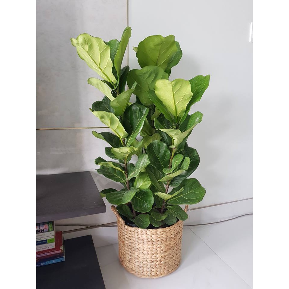 Giỏ Lục Bình