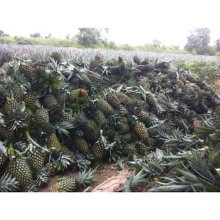 1 trái thơm (700_800g)
