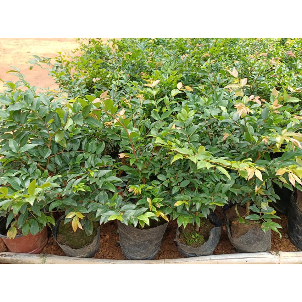 Cây giống nho thân gỗ, loài cây ăn quả quý hiếm được nhiều người săn trồng, nho thân gỗ mang đến sự sung túc, giàu sang