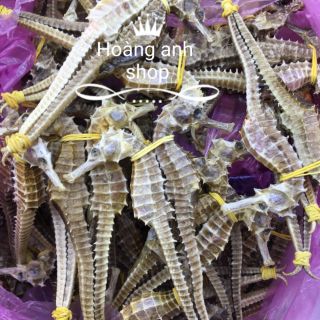 1 cặp cá ngựa đực cái size lớn
