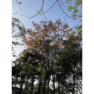 Cây Giống Gỗ Cẩm Lai