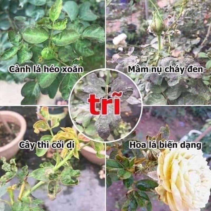 Thuốc trĩ cho hoa hồng