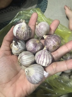 ✨✨TỎI CÔ ĐƠN - LOẠI TRUNG✨✨