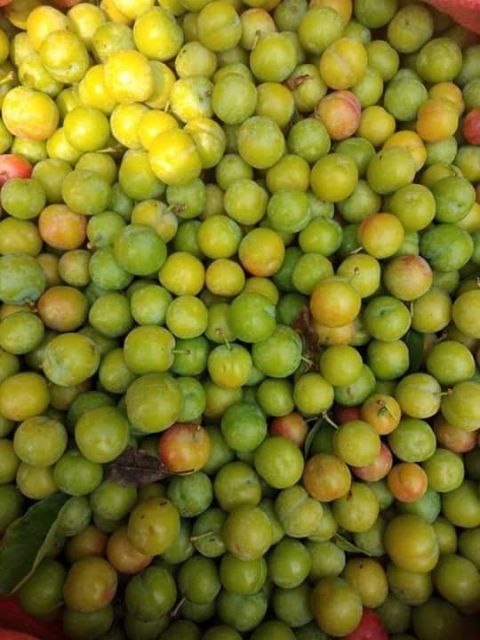 Mận xanh Tây Bắc