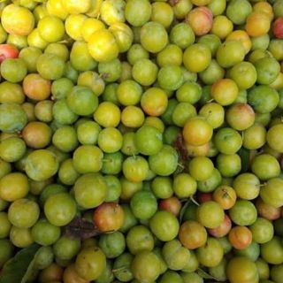 Mận xanh Tây Bắc