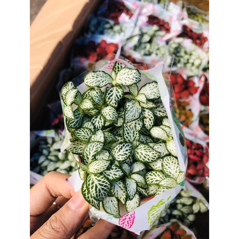 Fittonia-lá cẩm nhung