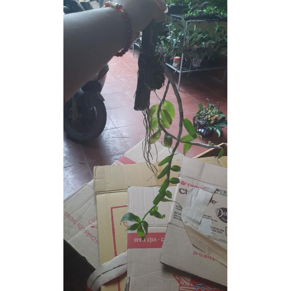 hoa phong lan phi điệp tím thái