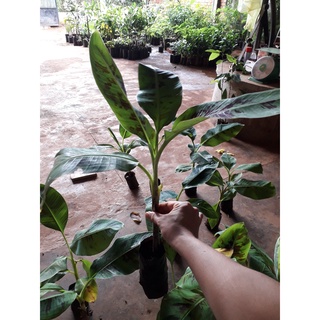 CÂY GIỐNG CHUỐI LABA [ giống cấy mô cho quả sớm ].