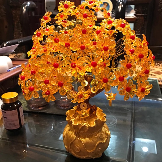 Cây kim tiền trung