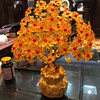 Cây kim tiền trung
