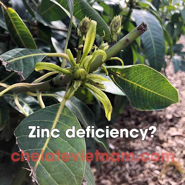 Vi lượng Kẽm Chelate  tan hoàn toàn trong nước