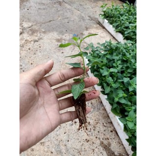 [10 Cây giống] Hoa Ngũ Sắc Tím rủ cấy mô - Cây Trâm Ổi - Cosmos Bipinnuatus
