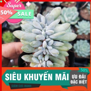 Sen đá giọt lệ dòng sen chịu nắng mưa tốt