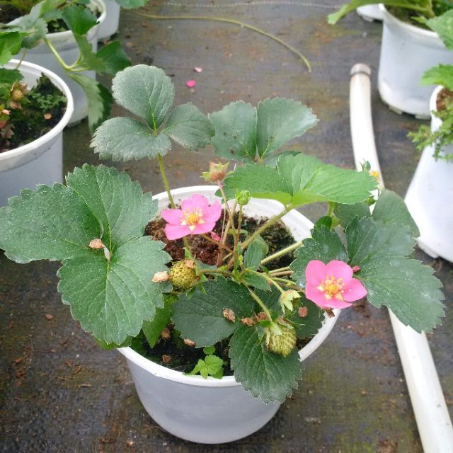 2 Cây giống dâu tây Hà Lan hoa hồng