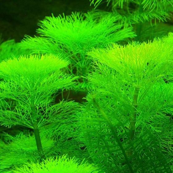 Cây Thủy Sinh Tiểu Bảo Tháp ( Lá Cạn)