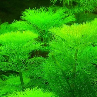 Cây thủy sinh tiểu bảo tháp