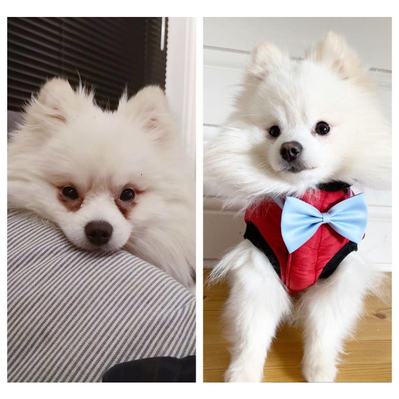 Sửa rửa mặt tẩy ố mắt Tropiclean cho chó mèo Tear Stain Remover 236ml