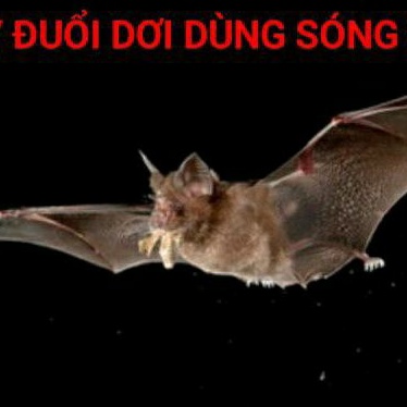 Máy Đuổi Dơi Trên Mái Nhà & Sân- Thiết Bị Xua Đuổi Dơi Trong Nhà Sân Vườn Bằng Siêu Thanh An Toàn Hiệu Quả 100%