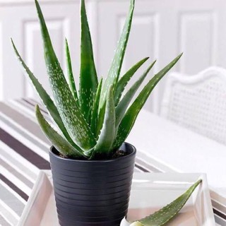 cây Nha Đam giống không kèm chậu( ảnh cuối cùng là ảnh thật)