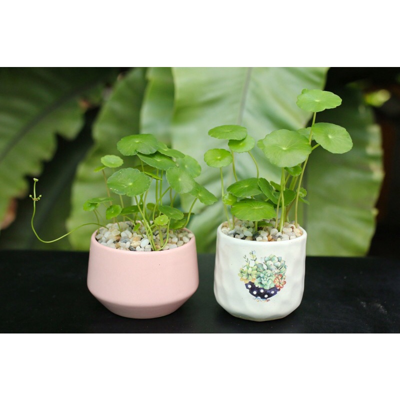 Rau má nhật/Rau má lá sen