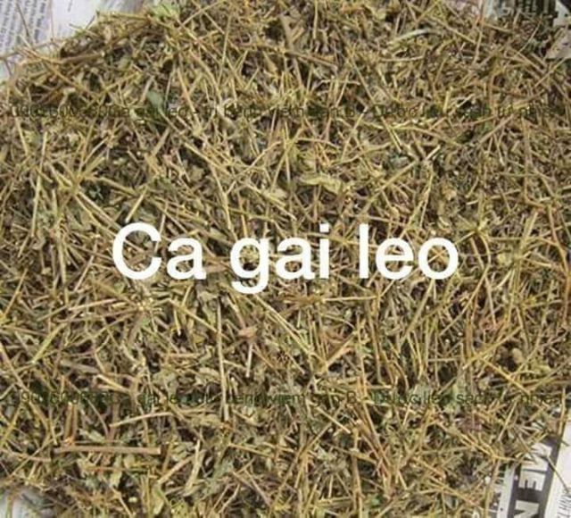 Cà gai leo khô 1kg điều trị các bệnh về gan