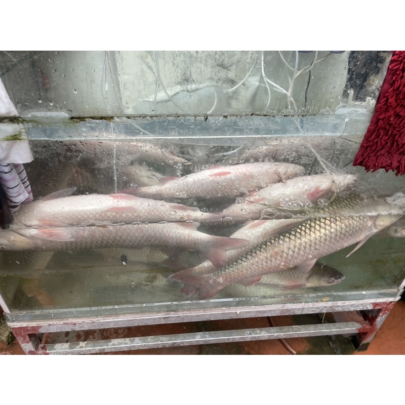Nước Vàng-Nươcs Vàng Thảo Mộc-Bột Ngũ Vị Hương Chung Nguyễn Fishing-Chính Hãng