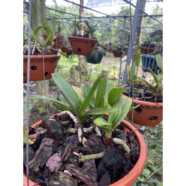 HOÀNG NHẠN THÁNG 4 BUÔN ĐÔN THUẦN VƯỜN 2-3 NĂM