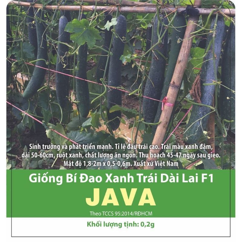 Hạt giống bí đau xanh trái dài (siêu trái)