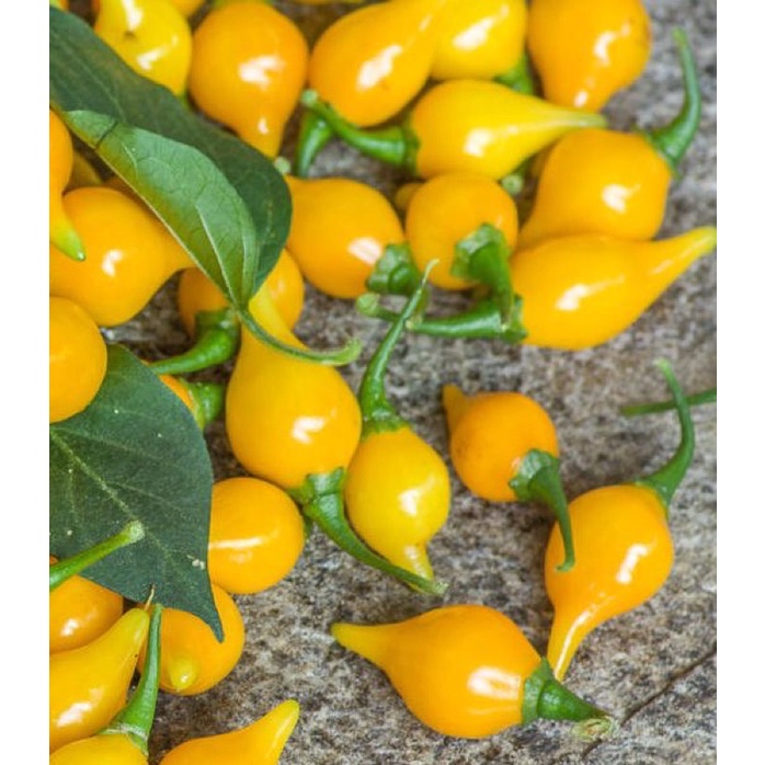 Hạt giống Ớt Mỏ Chim Vàng (Biquinho Yellow) - Ớt Trái Tim - 10 hạt Nhập khẩu Mỹ