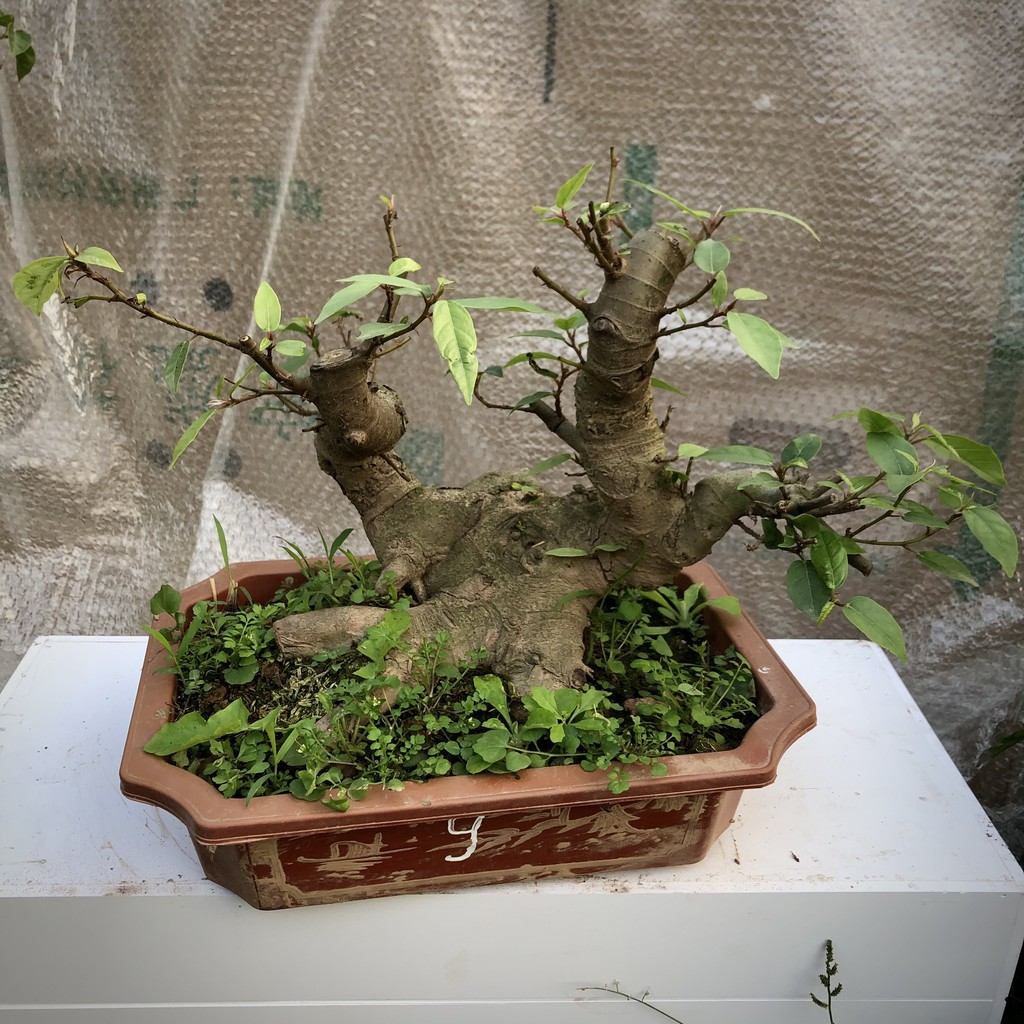 Cây sung bonsai ảnh thật 1-12 tùy chọn