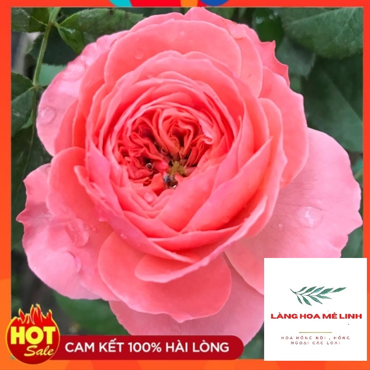 Hoa hồng ngoại  Flamingo [ ❤️SAI HOA❤️] - màu hồng cam rực rỡ  ,cánh kép xếp đều như tranh. Bông to, cây khoẻ☘