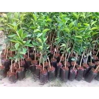 Sản phẩm CÂY GIỐNG CAM Valencia- V2 SIÊU NGON SIÊU QUẢ- CAM KÊT GIỐNG CHUẨN F1 + Tặng (0,3kg) phân hữu cơ cao cấp