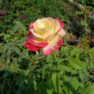 Hoa hồng ngoại double delight