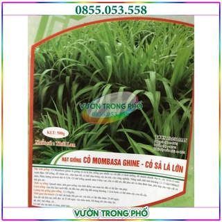 Hạt giống cỏ chăn nuôi Mombasa ghine - cỏ sả lá lớn ( gói 100g)