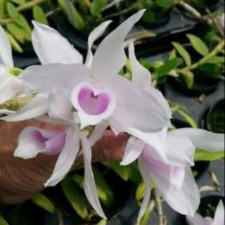 Giả hạc 5ct hong hồng