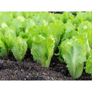 5 gram Hạt giống xà lách dún vàng [CHẤT LƯỢNG]