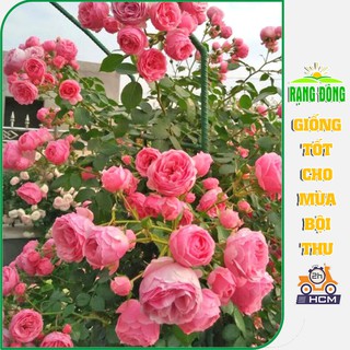 Hạt Giống Hoa Hồng Leo Pháp Nhiều Màu Rực Rỡ - Gói 10 Hạt