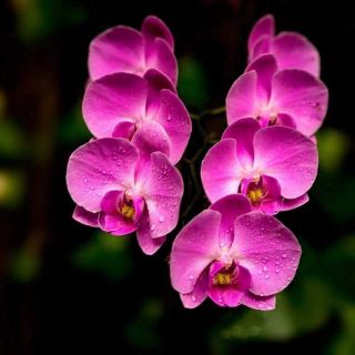 Hoa lan hồ điệp đại giống