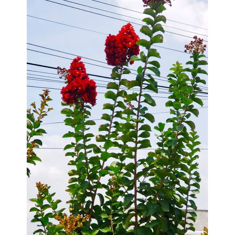 Cây Tường Vi đủ màu