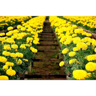 Hạt Giống Hoa Cúc Vạn Thọ Mỹ