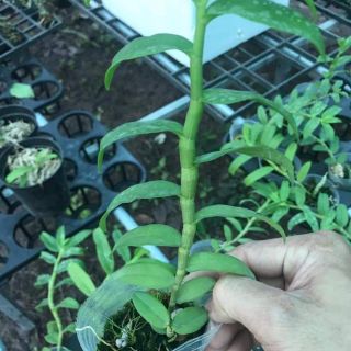 Lan giả hạc núi chúa xanh sạch loại 100k