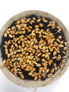 Hạt giống Cỏ Mèo