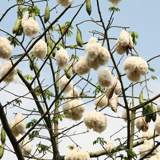 Hạt giống cây bông gòn 100gram/gói ( CHHG )